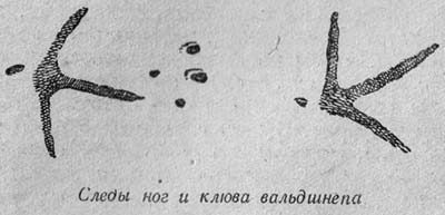 вальшнеп