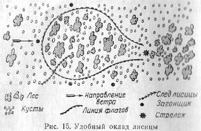 лиса