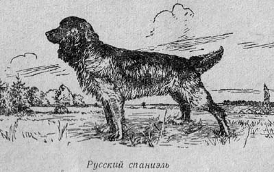 вальшнеп