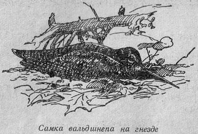 вальшнеп