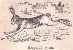охота на зайца