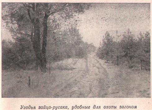 охота на зайца